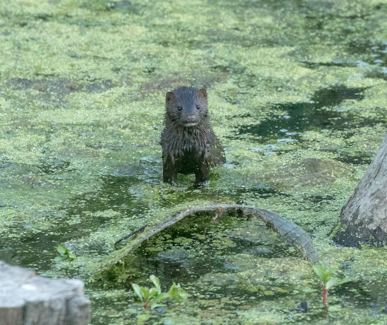 Beaver Lodge